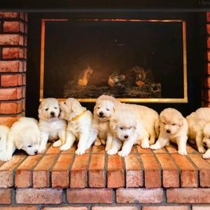 Meet your Posher, Camilla